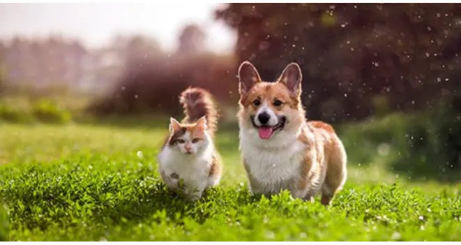 Sezoniniai augintinių kailio ir odos priežiūros iššūkiai