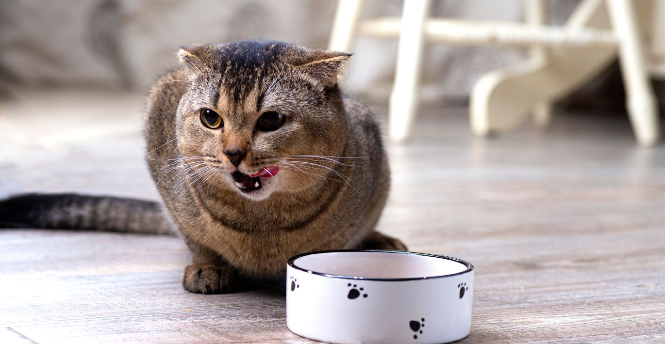 Ką daryti, jei katė nebeėda sauso pašaro?