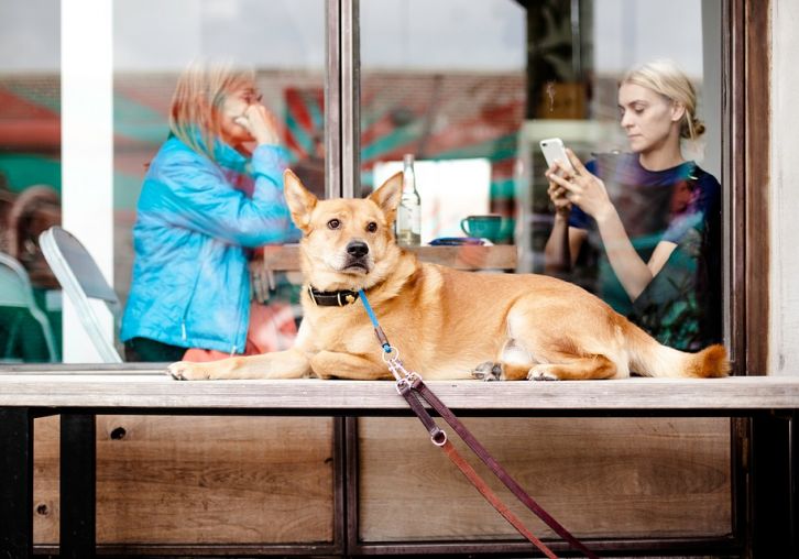 Veterinarijos gydytoja: vedatės šunį į viešą vietą – įsitikinkite, kad jis nepatiria streso