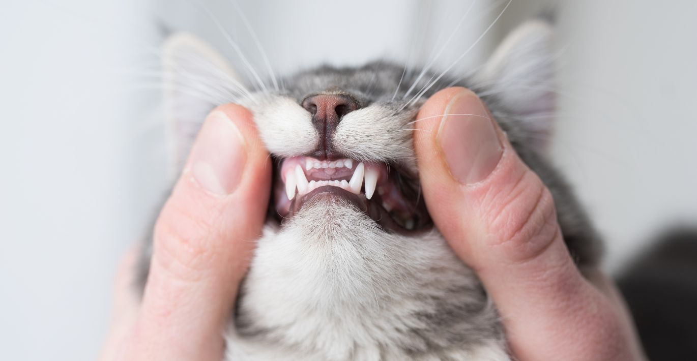 Augintinių dantų apnašos gali lemti sveikatos problemas: veterinarė atsako, kaip jų išvengti