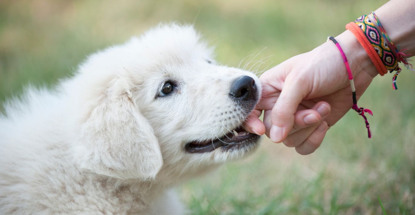 Kaip išmokyti šunį, kad jis nekandžiotų rankų?
