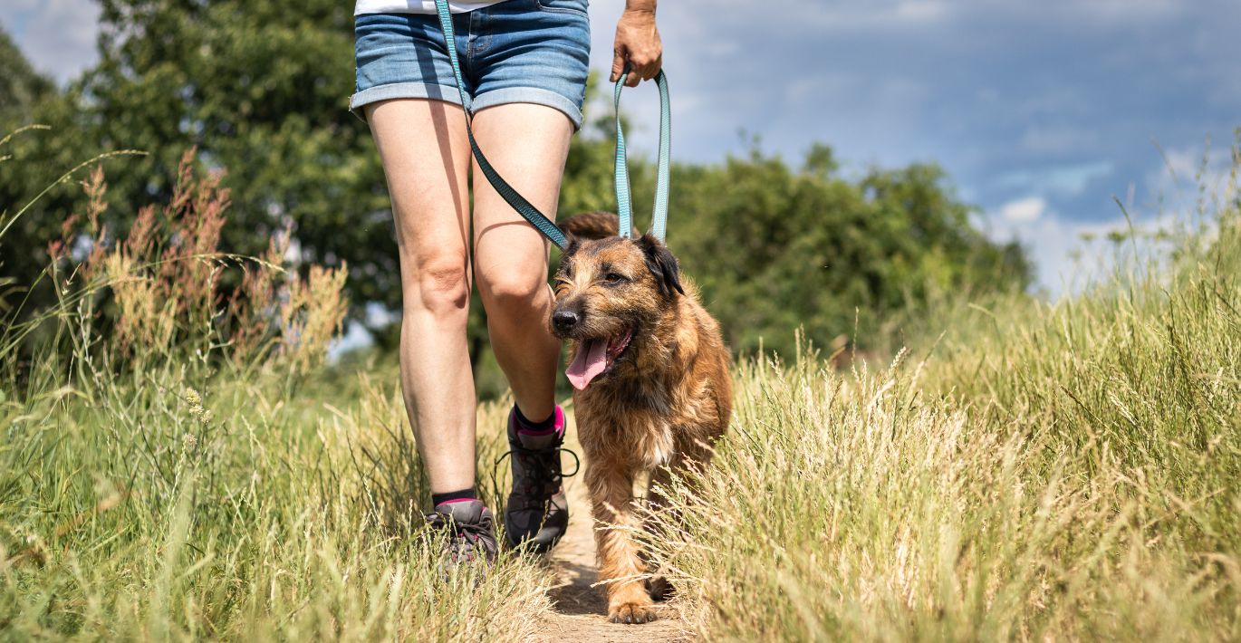 TOP 5 pavojai augintiniams vasarą