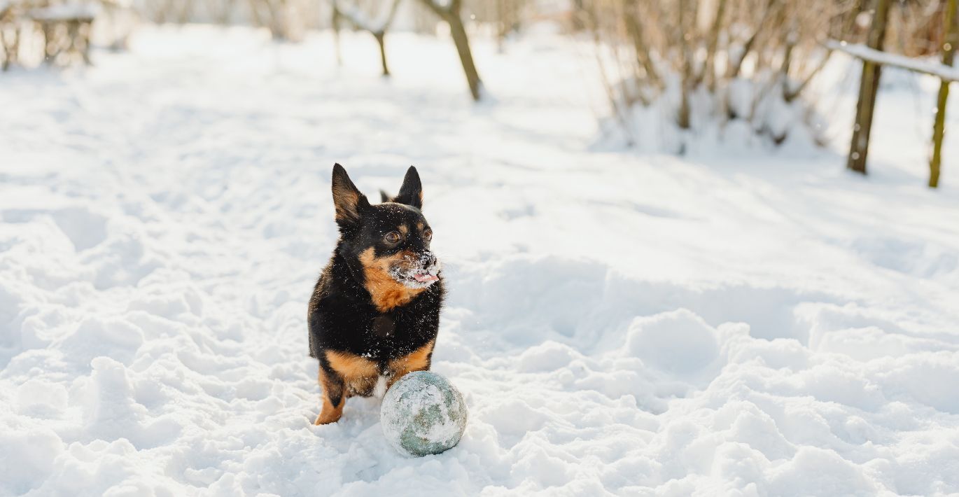 Veterinarė atsako, kokiems augintiniams žiemą reikia daugiau maisto: svarbu įvertinti vieną dalyką