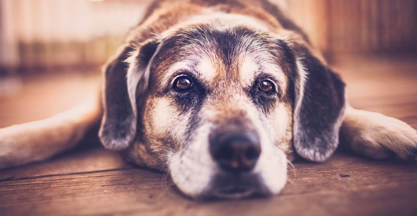 Ką daryti, jei senas šuo neėda sauso pašaro?