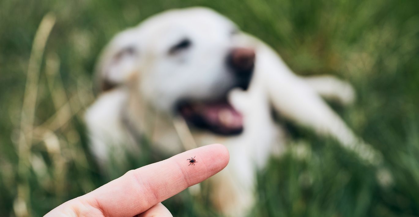 Kovo pradžioje padaugėja augintiniams mirtinos ligos diagnozių: ar galima išgydyti?