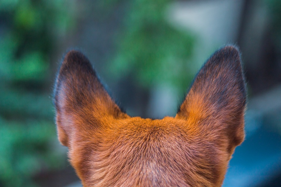 Šuns higiena: kaip prižiūrėti ausis, akis, nagus, kailį?