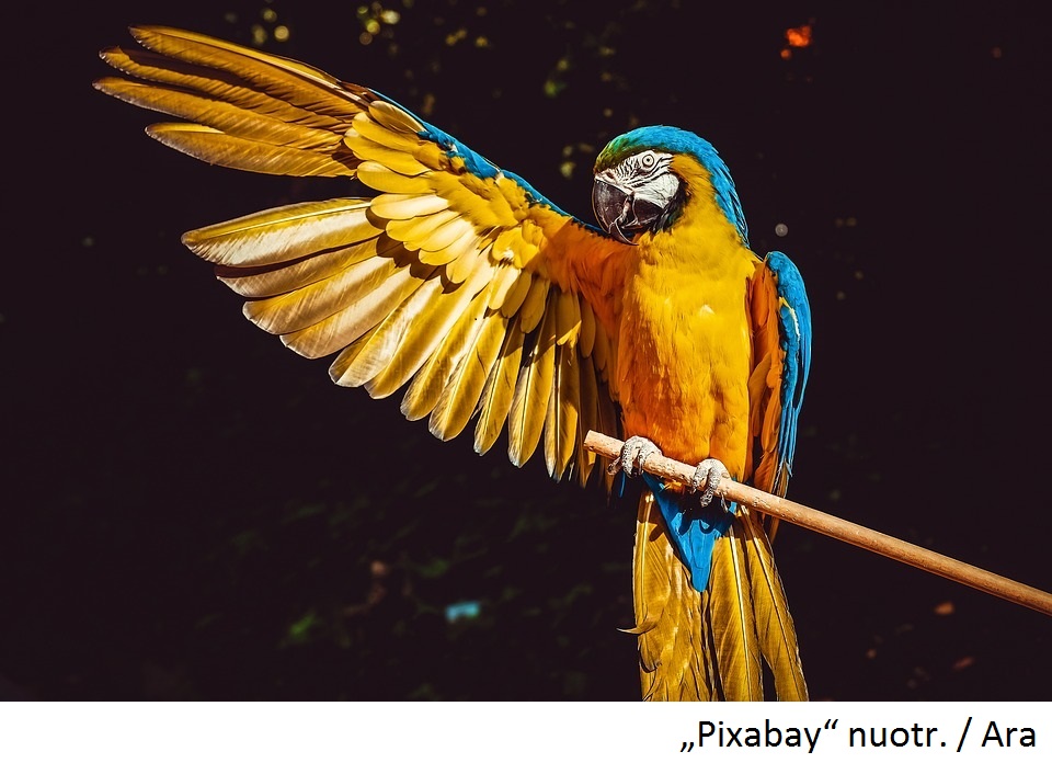 Naujiena veterinarijos kabinete KIKA – paukščio lytį gali nustatyti iš plunksnos