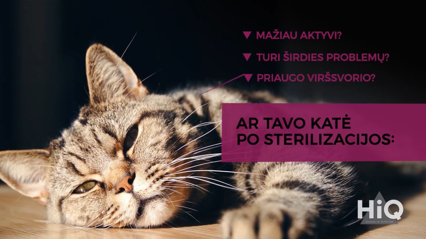 Kaip teisingai išrinkti pašarą sterilizuotai katei?