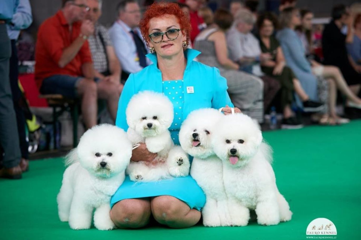 Didžiausioje šunų parodoje pasaulyje – lietuvių triumfas: gražuoliai bišonai skynė auksą