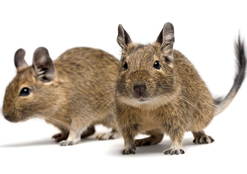 Apie degu