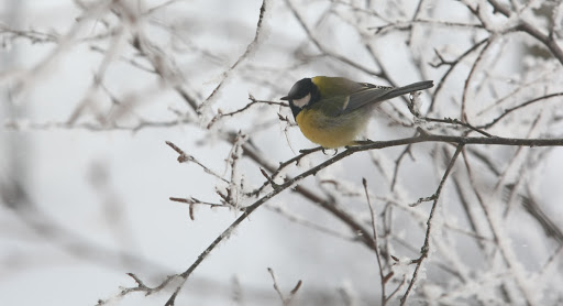 Kaip pasirūpinti laukiniais paukščiais žiemą?