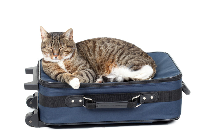 Kaip tinkamai pasiruošti kelionei kartu su kate?