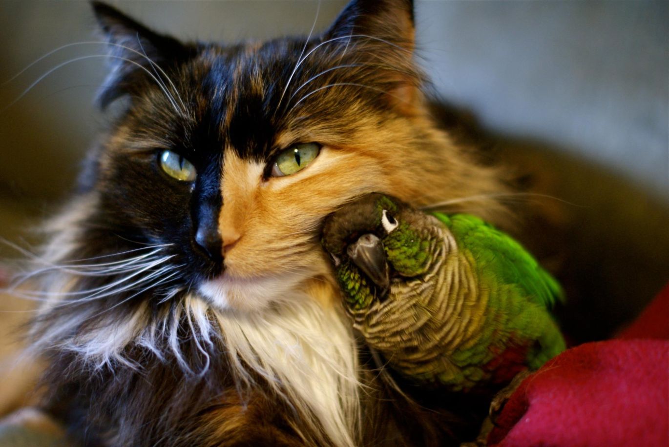 Katė ir paukštis – geriausi draugai!?