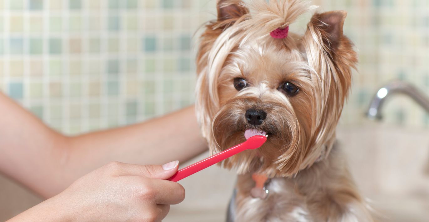 Kaip dažnai reikia valyti šuns ir katės dantis?