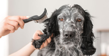 Kaip pasirinkti šepetį šuns kailio priežiūrai?