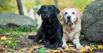 Labradoro retriveris - trumpa veislės istorija, svarbiausi priežiūros ir mitybos ypatumai