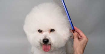 Ne tik grožiui, bet ir sveikatai: ekspertė atsako, kaip dažnai šukuoti šunį