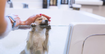 Kokį šampūną naudoti šuns maudymui?