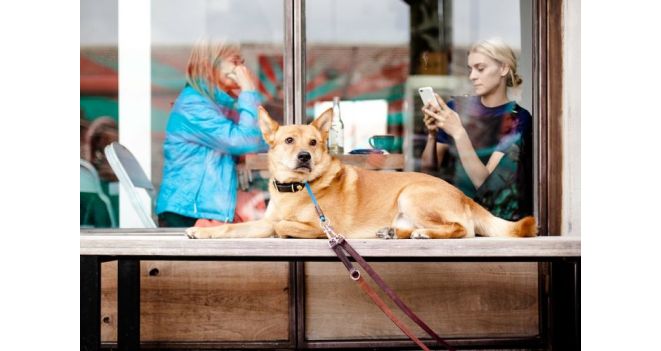 Veterinarijos gydytoja: vedatės šunį į viešą vietą – įsitikinkite, kad jis nepatiria streso