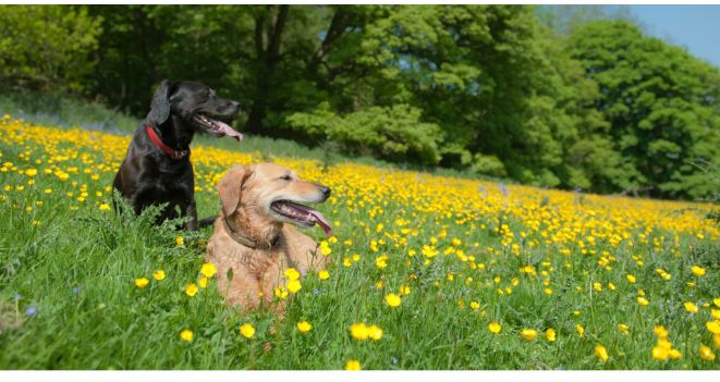 Pavasarinės alergijos kamuoja ir augintinius: veterinarė pataria, kaip palengvinti jų simptomus