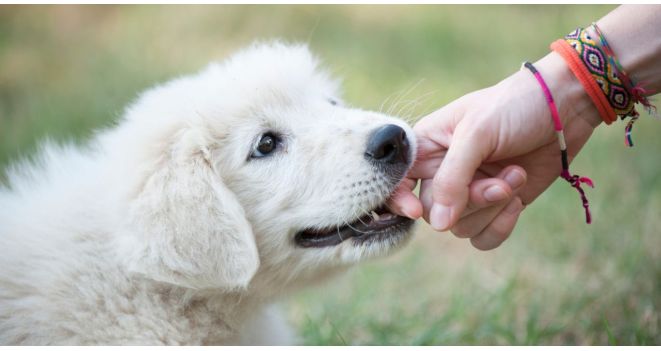 Kaip išmokyti šunį, kad jis nekandžiotų rankų?