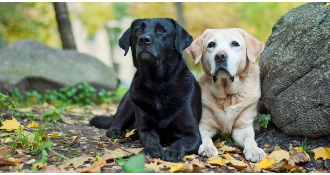 Labradoro retriveris - trumpa veislės istorija, svarbiausi priežiūros ir mitybos ypatumai