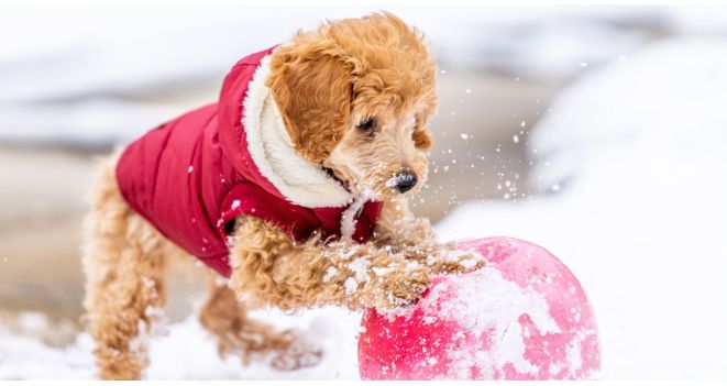 Kokias šunų veisles reikia rengti žiemą