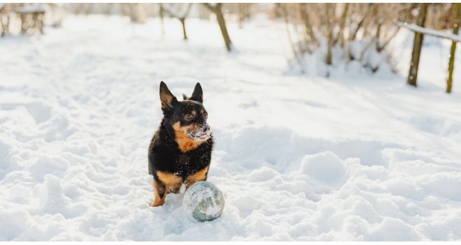 Veterinarė atsako, kokiems augintiniams žiemą reikia daugiau maisto: svarbu įvertinti vieną dalyką