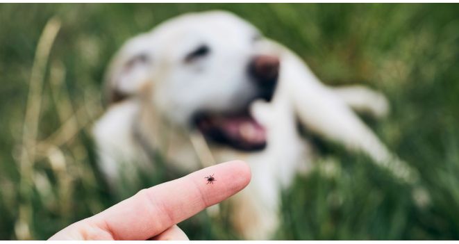 Kovo pradžioje padaugėja augintiniams mirtinos ligos diagnozių: ar galima išgydyti?