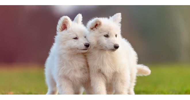 Gardi naujiena baltiems šunis – pašaras su lašiša!