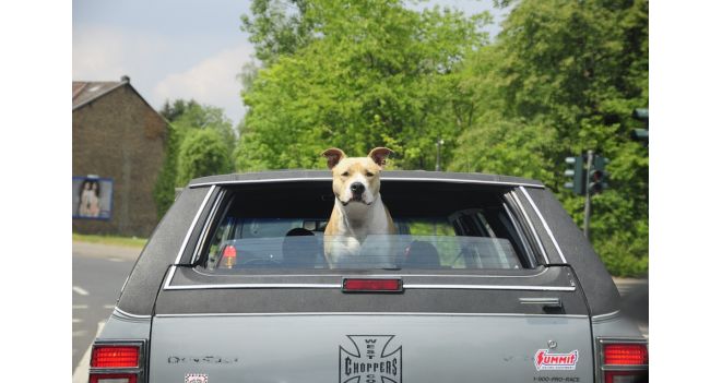 4 patarimai, padėsiantys saugiai vežti augintinį automobiliu