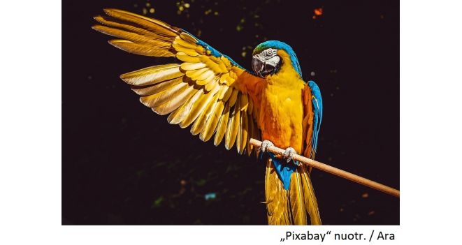 Naujiena veterinarijos kabinete KIKA – paukščio lytį gali nustatyti iš plunksnos
