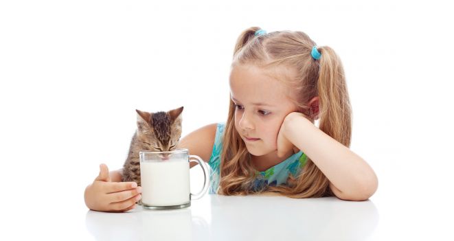 Ar reikia katėms duoti pieno?