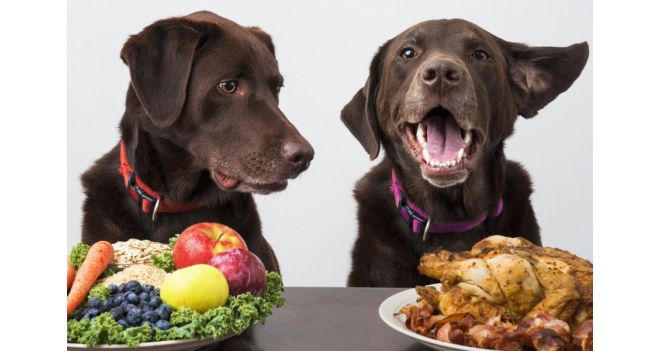 Ypatinga šunų mityba