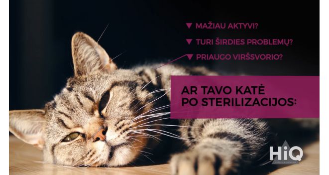 Kaip teisingai išrinkti pašarą sterilizuotai katei?