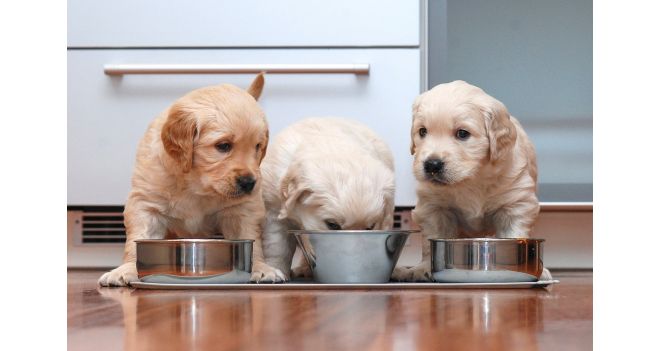 Šuns maitinimas – kaip išrinkti tinkamiausią pašarą?