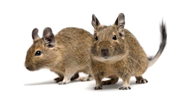 Apie degu