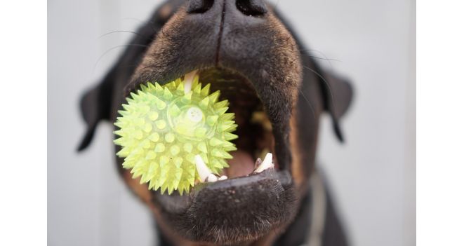 Kaip tinkamai prižiūrėti šuns dantis?