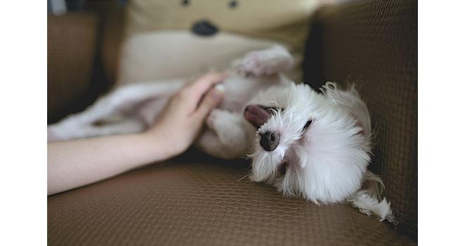 Kad augintinis būtų sveikas – vitaminai ir papildai