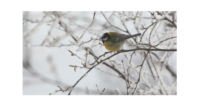 Kaip pasirūpinti laukiniais paukščiais žiemą?