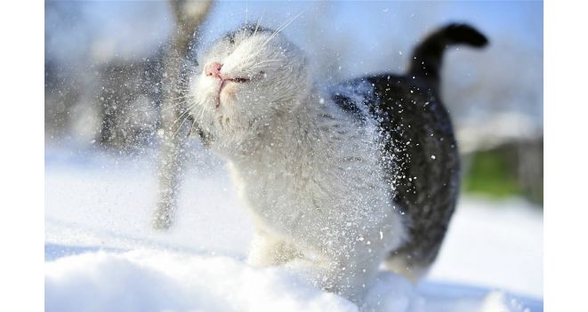 PATARIMAI: kačių priežiūra žiemą
