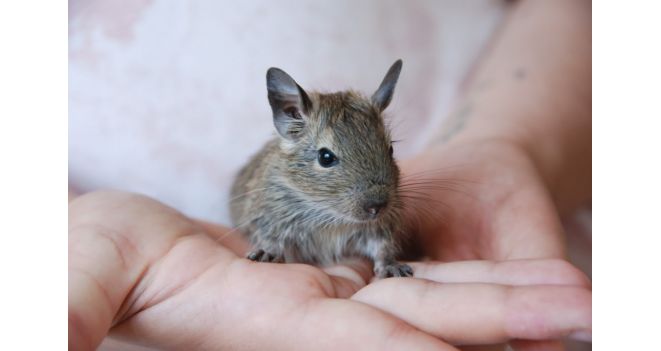 Pagrindinės degu ligos, jų atsiradimo priežastys, simptomai ir gydymas