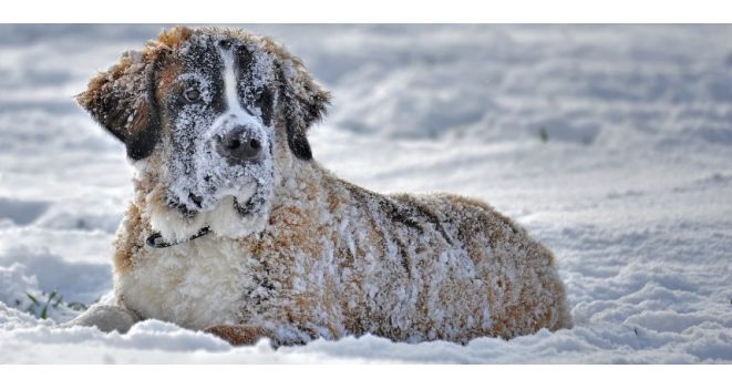 PATARIMAI: šuns priežiūra žiemą