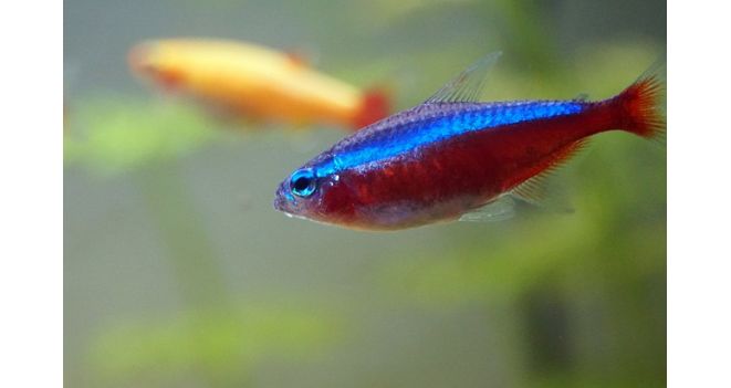 Naujieji „Tetra“ akvariumai – nuostabi dovana