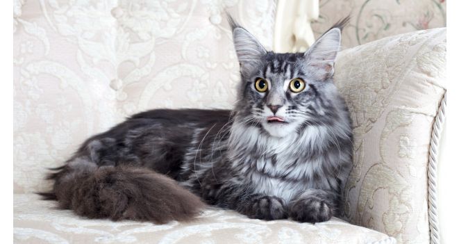 Kodėl didelių veislių katėms reikia ypatingos priežiūros?