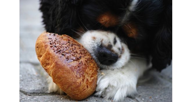 Pavojingi maisto produktai šunims