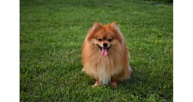 Kaip šukuoti Pomeranijos špicą?