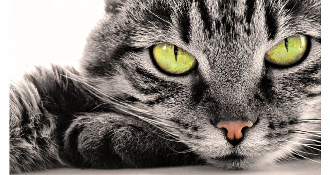 Kaip prižiūrėti katės akis?