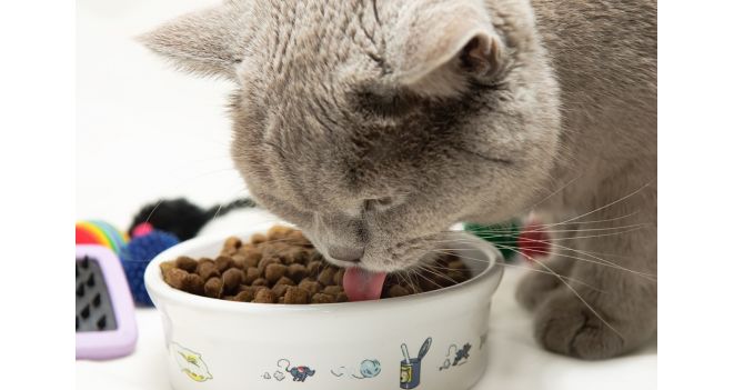 Tinkama katės mityba