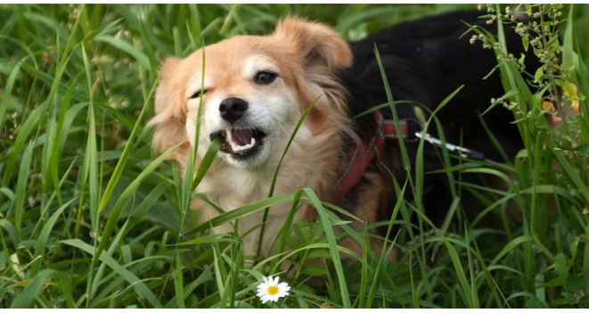 Kodėl šunys ėda žolę ir kokie augalai jiems yra nuodingi?